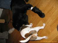  Odin&Aleena 008.jpg 